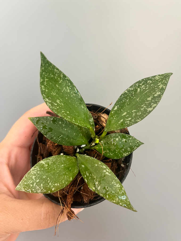 Hoya Nabawanensis 