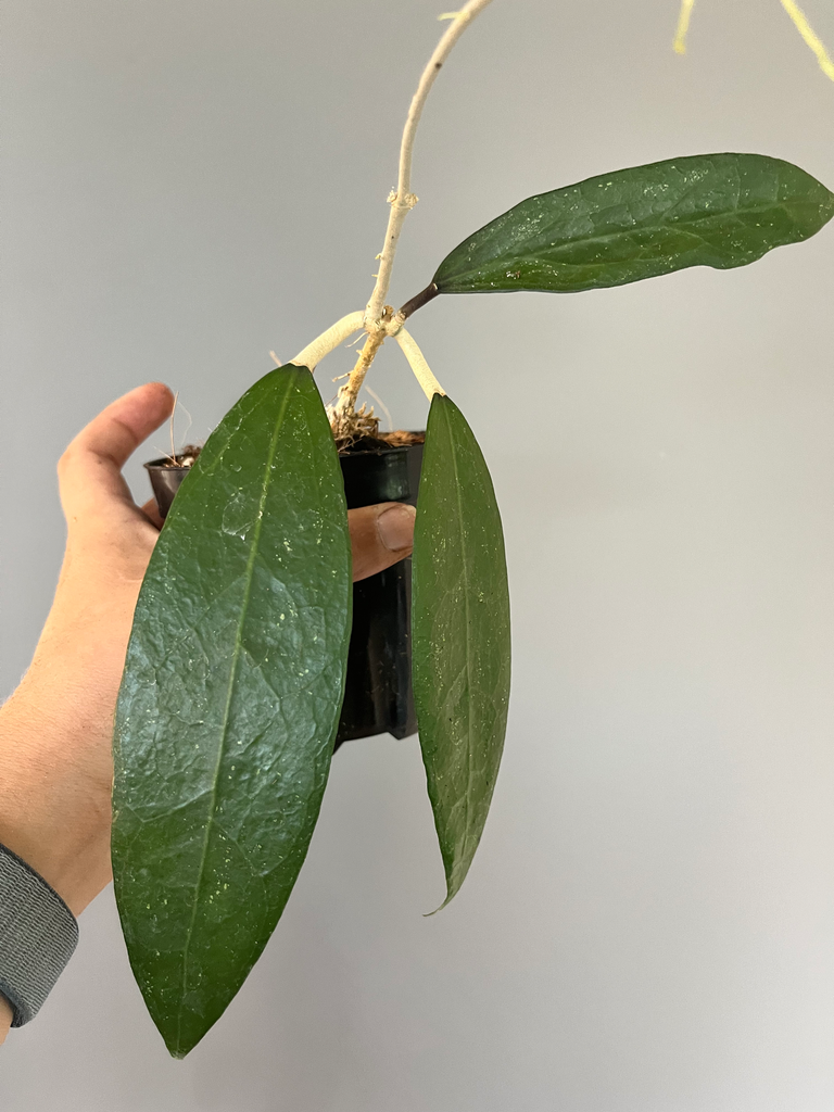 Hoya amoena IML 1038