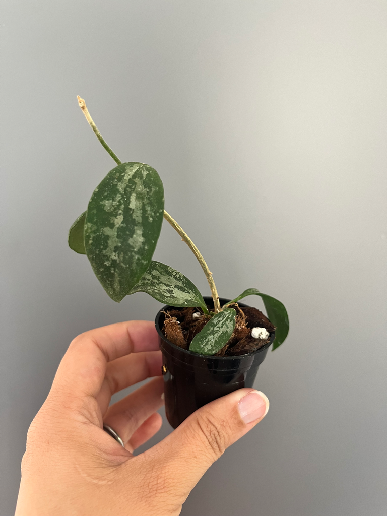 Hoya collina NoID