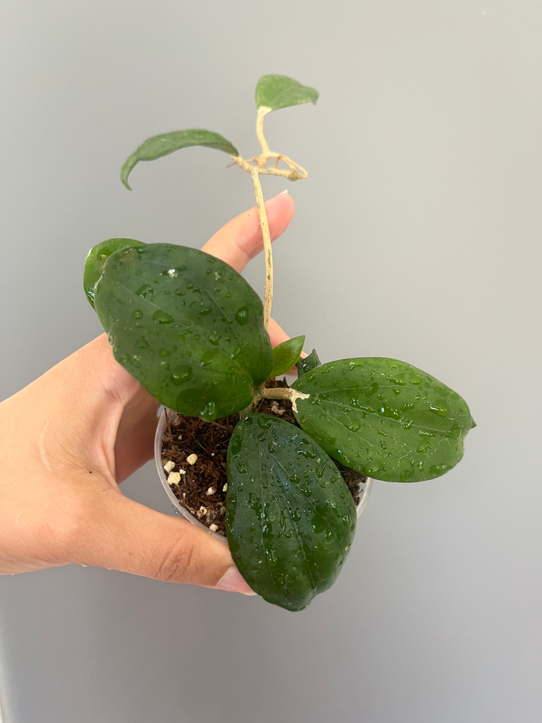 Hoya erythrina x 'Jennifer' 