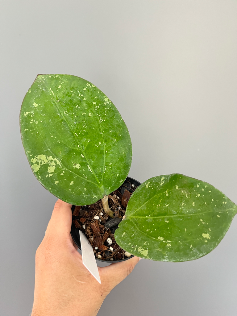 Hoya loyceandrewsiana