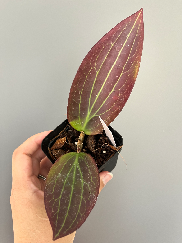 Hoya nicholsoniae FKA pottsii Borneo (Red)