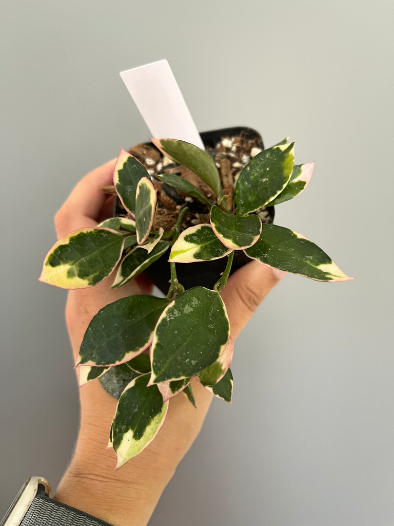 Hoya lacunosa 'Asami'